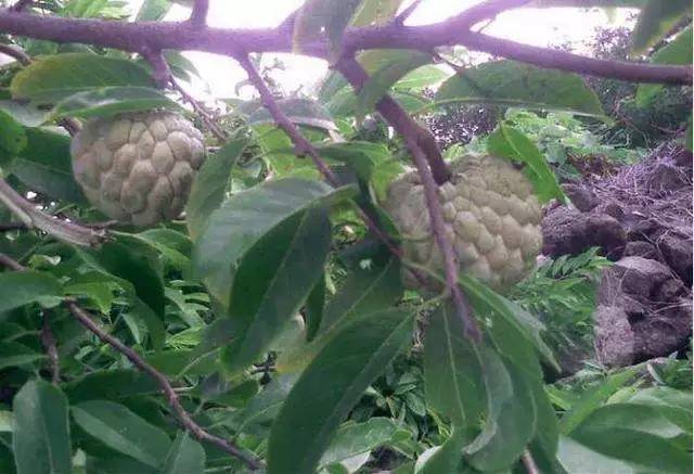 KY开元集团官网|本泽马追平亨托并列皇马西甲历史射手榜第七位(图1) KYKY开元